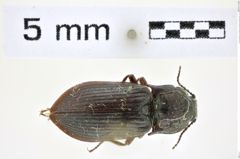 Foto (Dorsalansicht) von Selatosomus (Selatosomus) jailensis (Dolin, 1971) (NHMW-ZOO-COL-0008440)